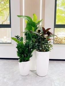 宁波余姚植物租赁价格实惠